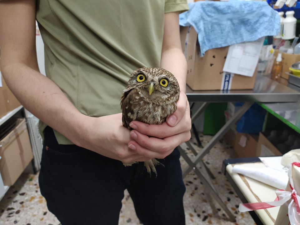 ANIMA wildlife rescue volunteering