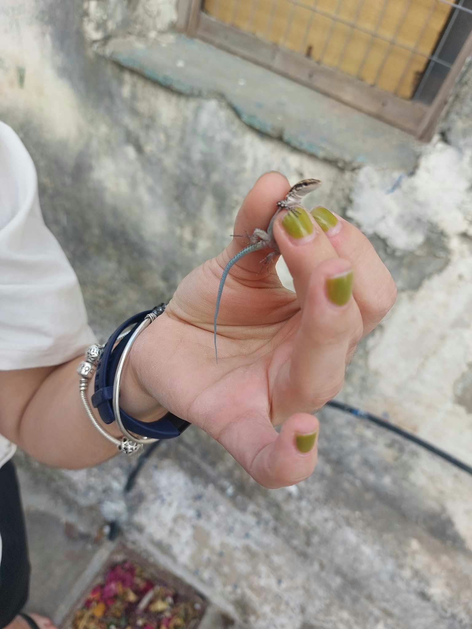 Wildlife and field biology in Greece