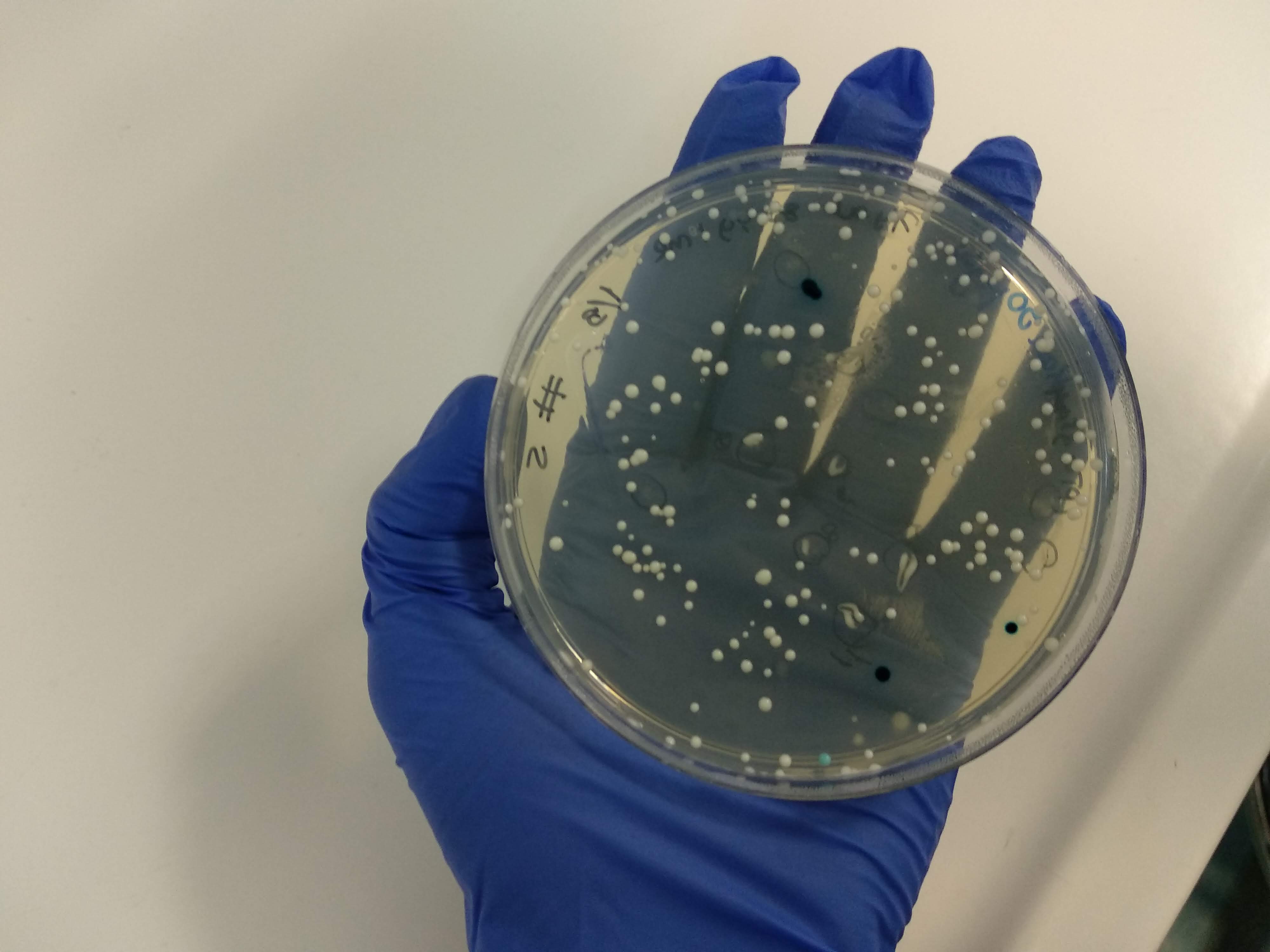 Genetic engineering and plant molecular biology laboratory work