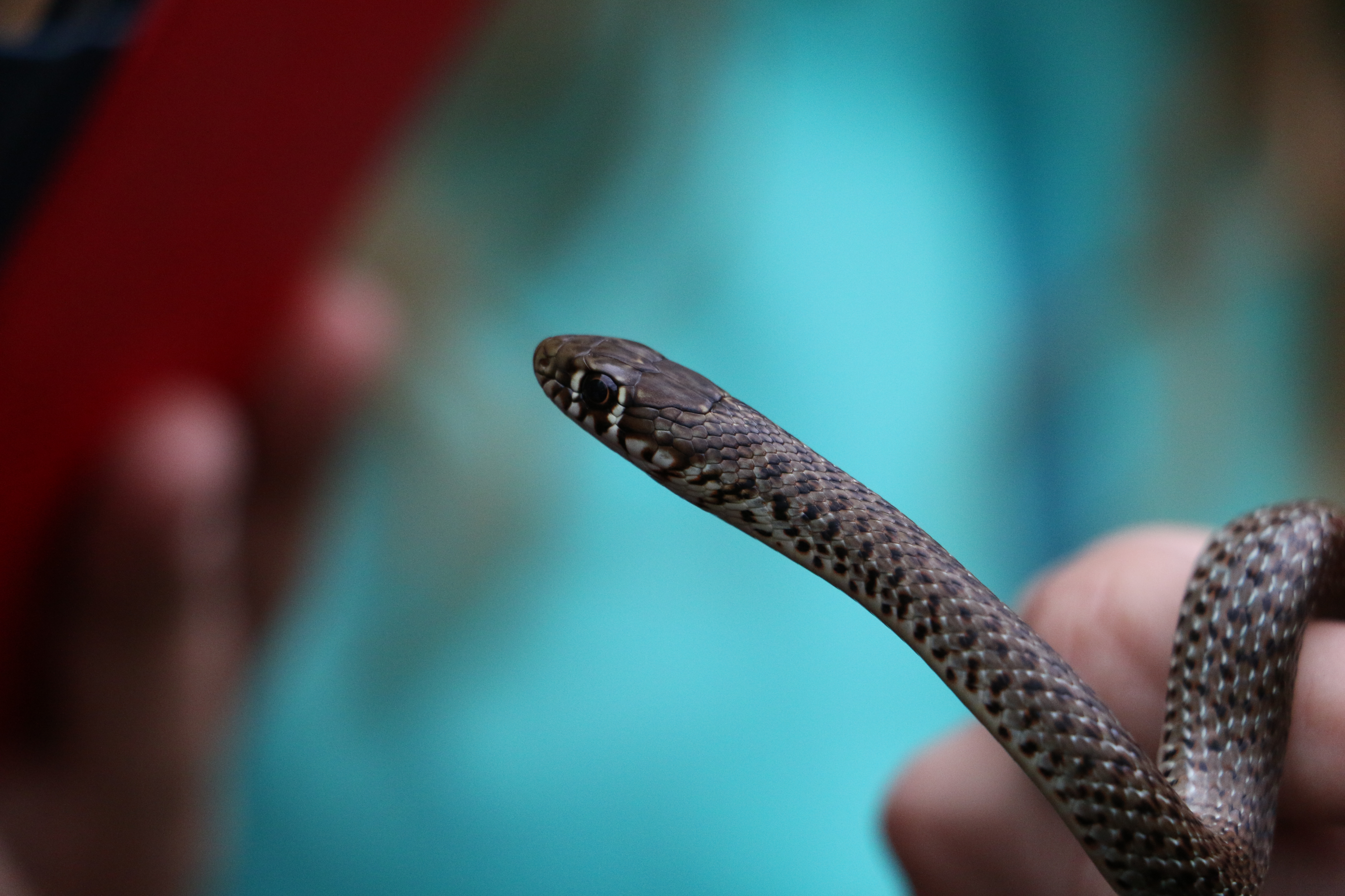 Greek Fauna field course