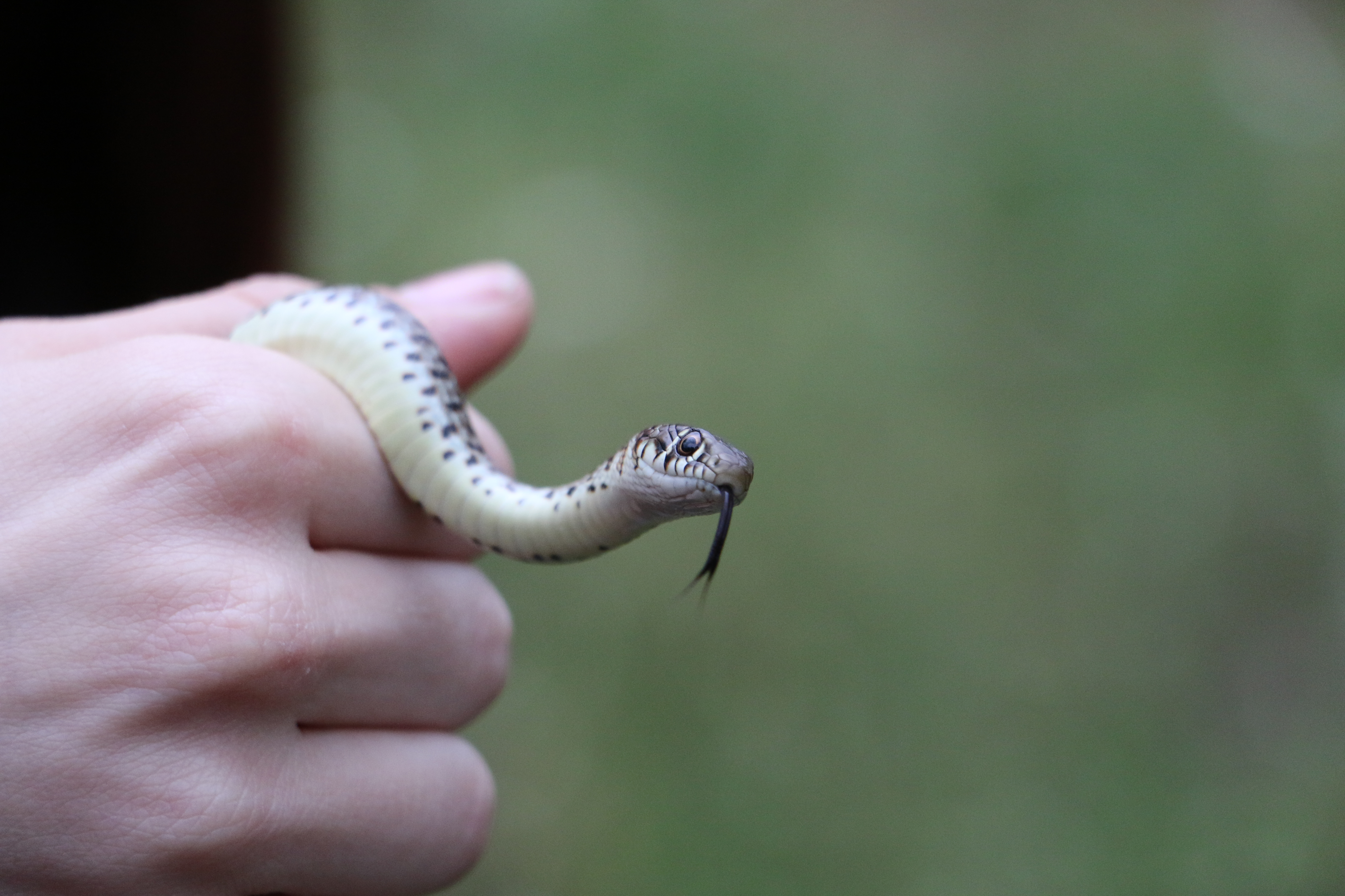 Greek Fauna field course