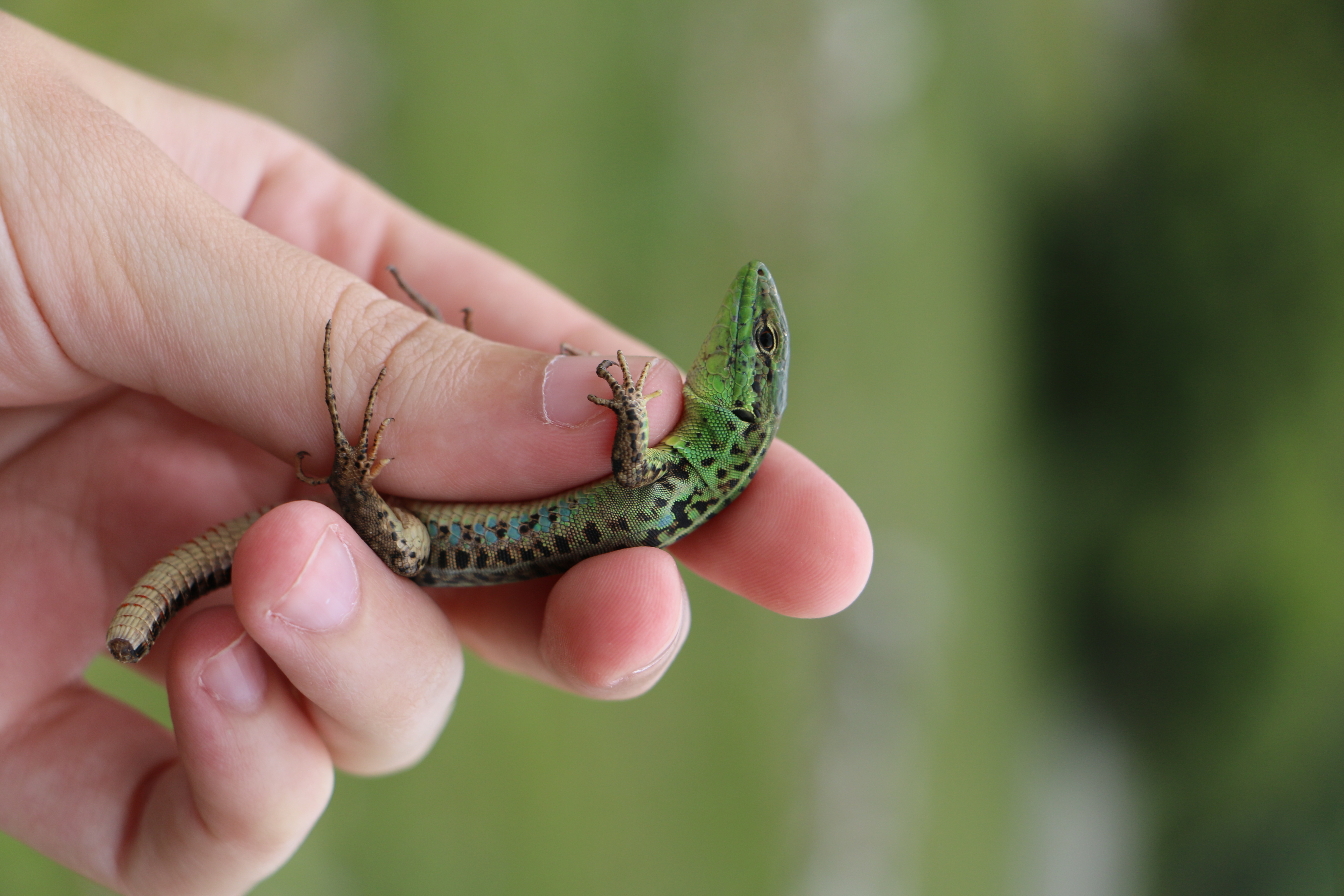 Greek Fauna field course