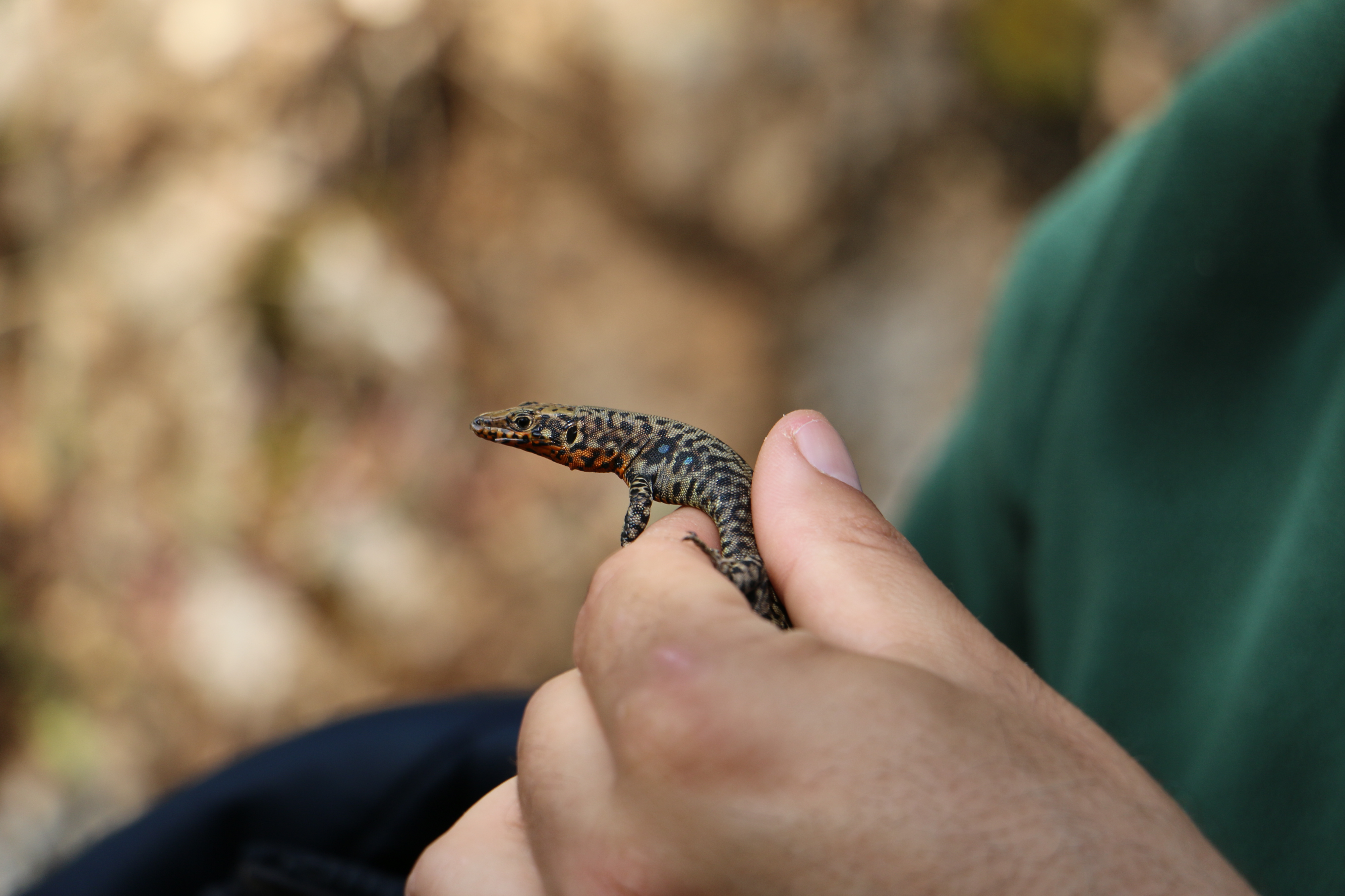 Greek Fauna field course