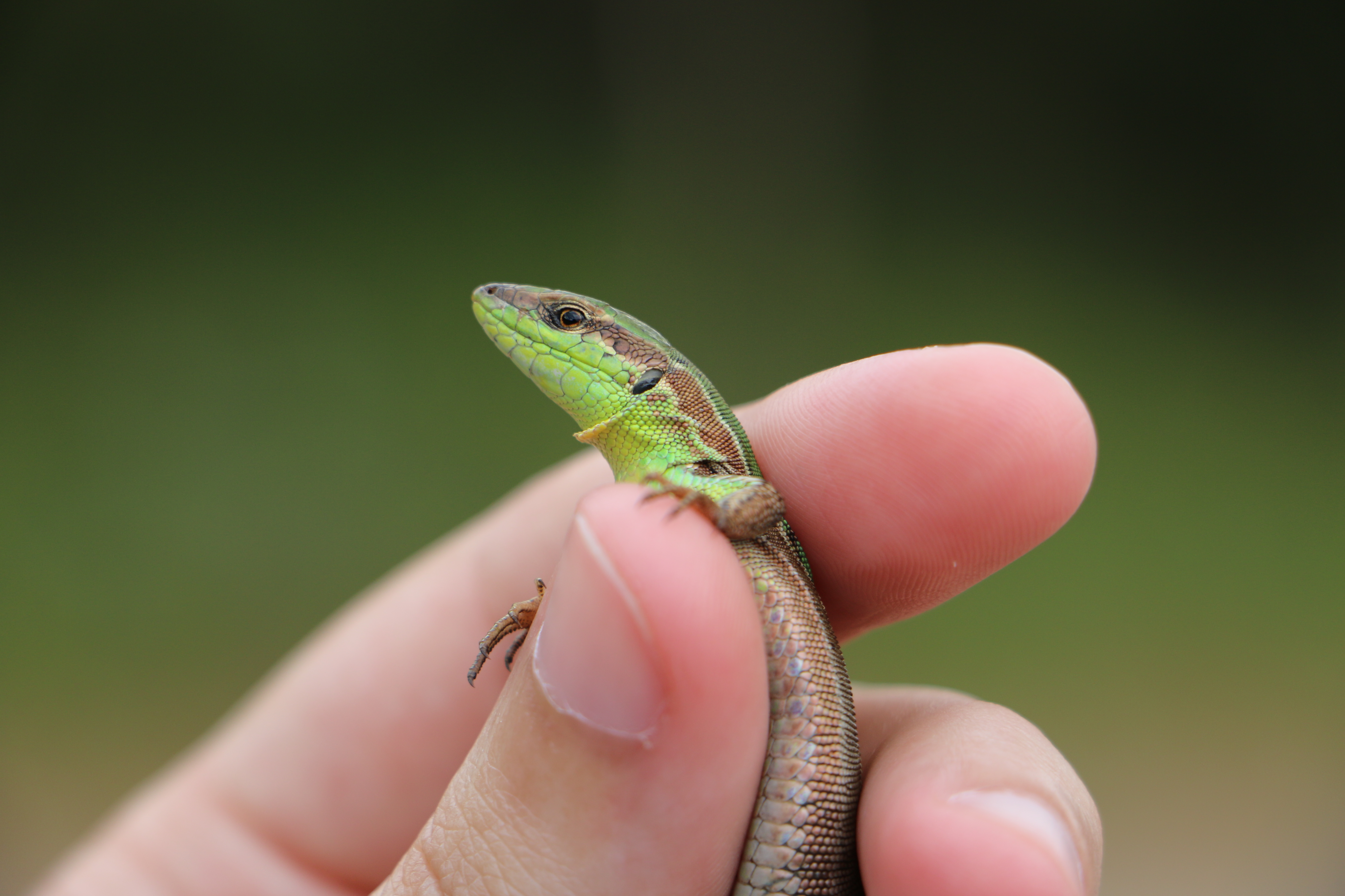 Greek Fauna field course