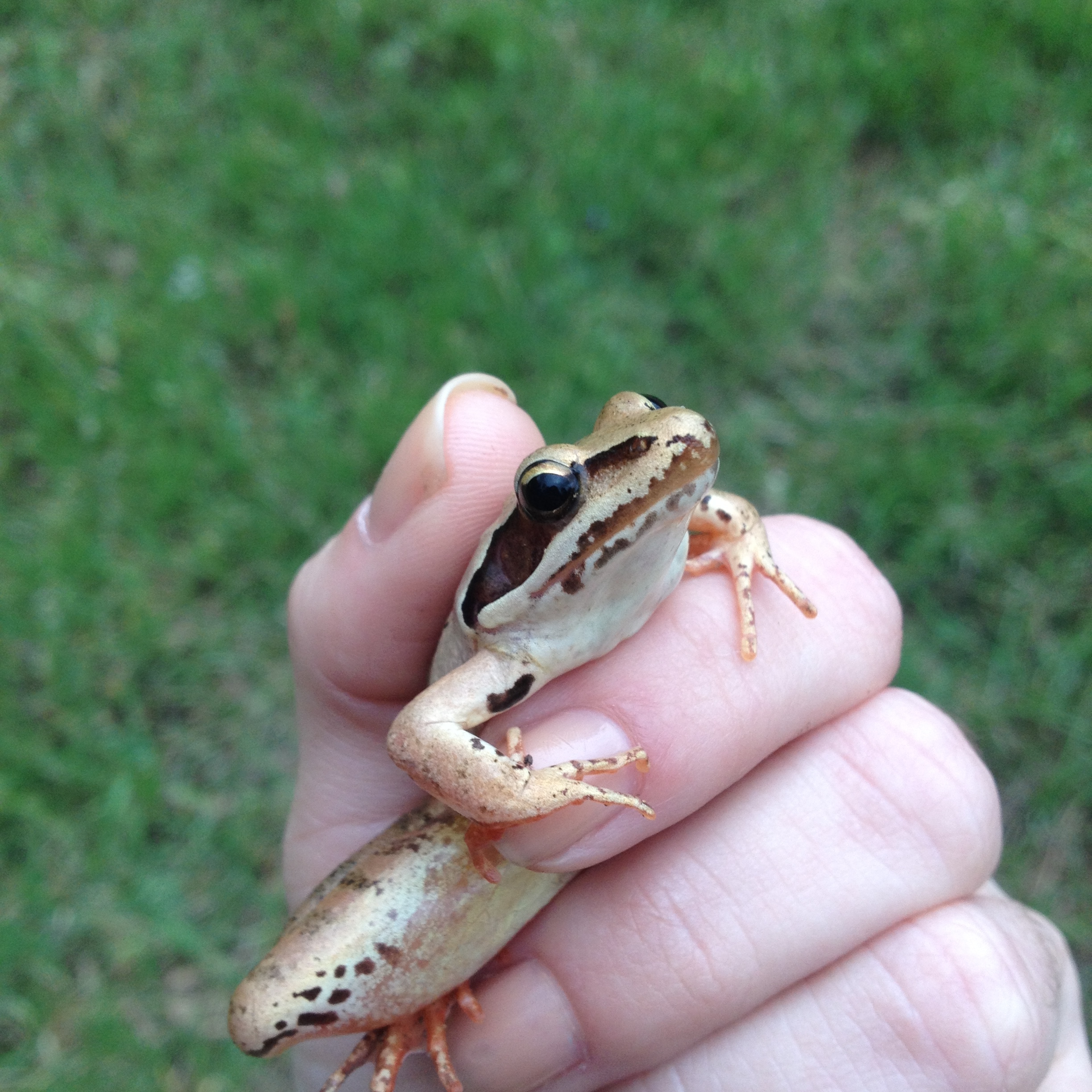 Greek Fauna field course