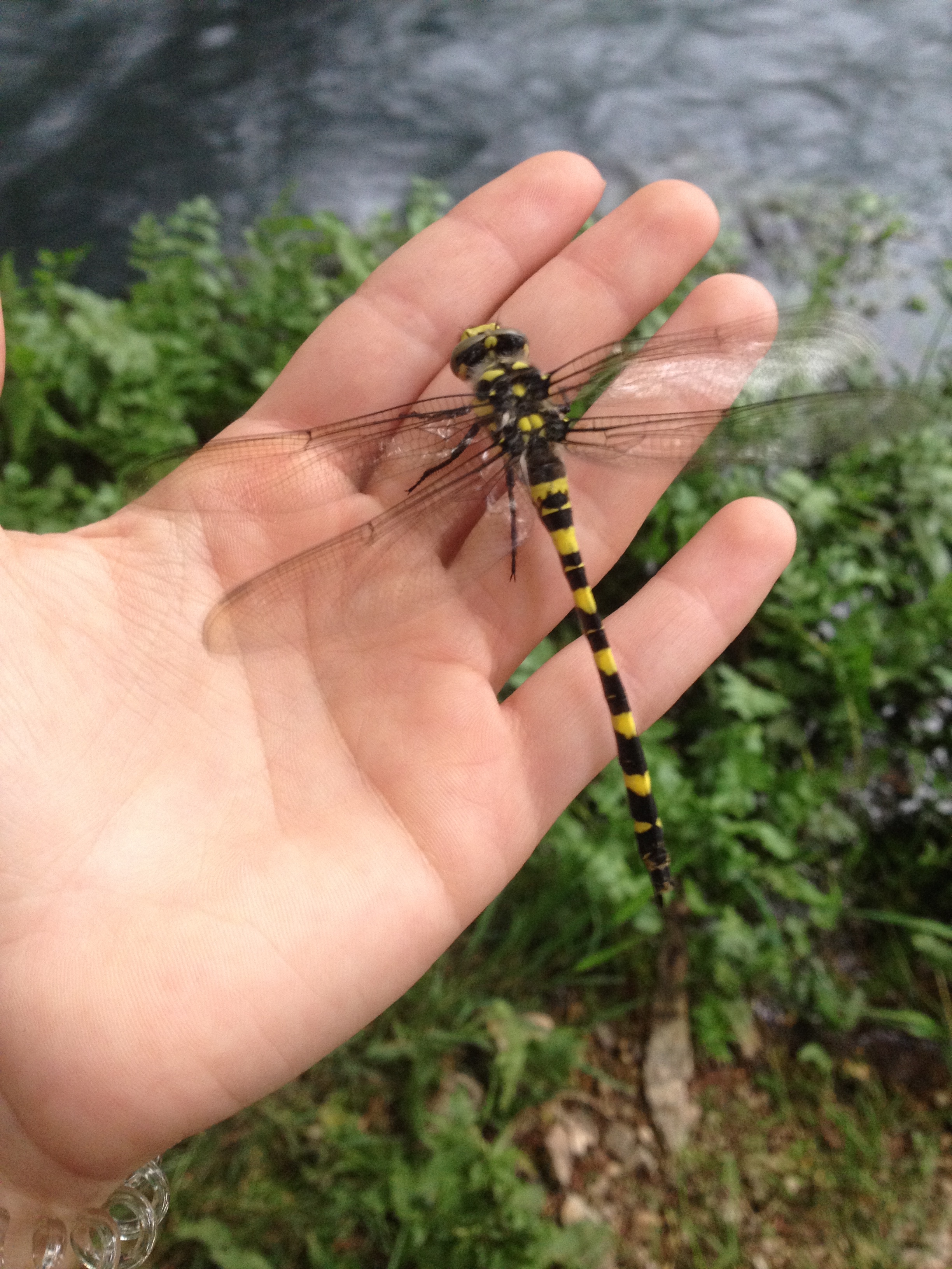 Greek Fauna field course