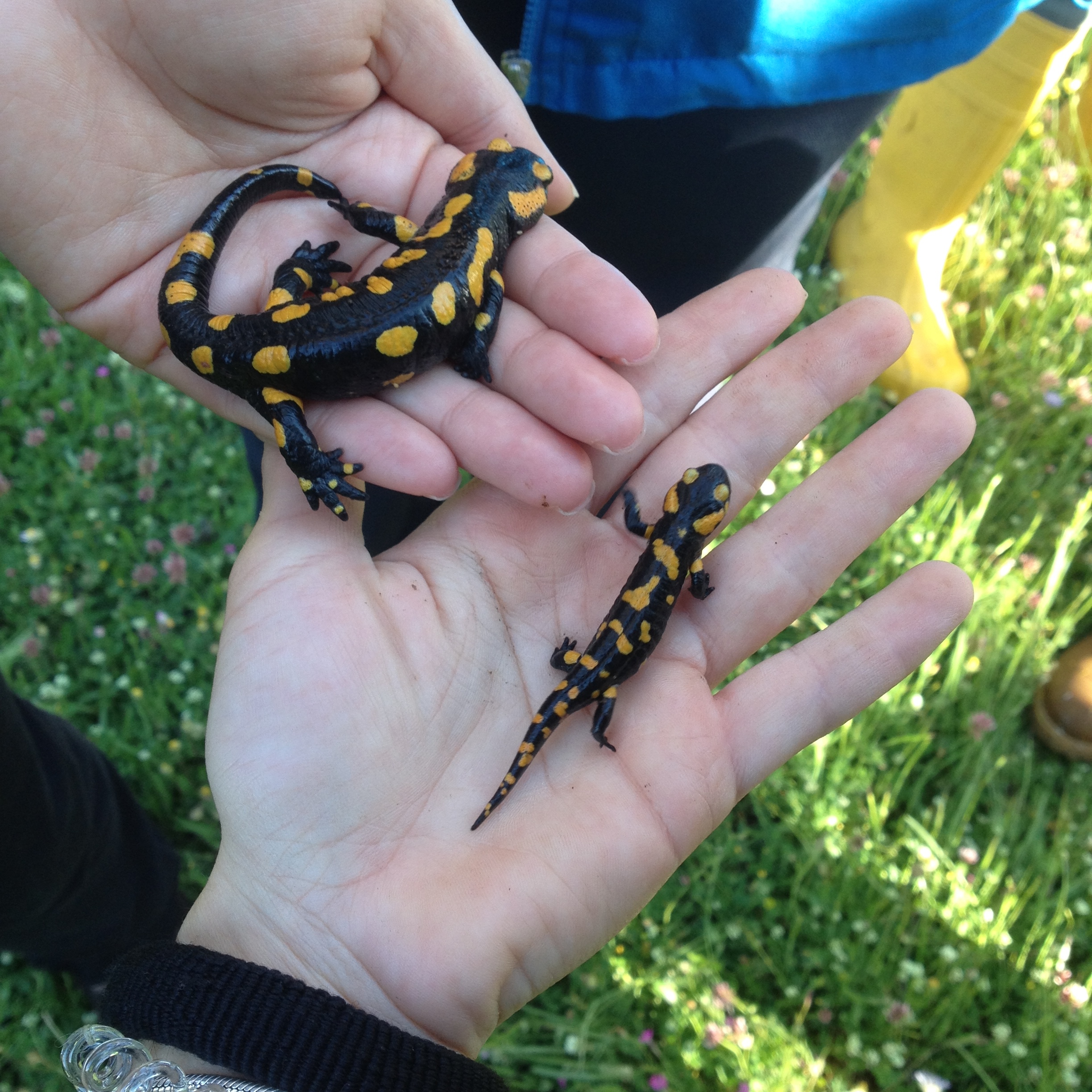 Greek Fauna field course