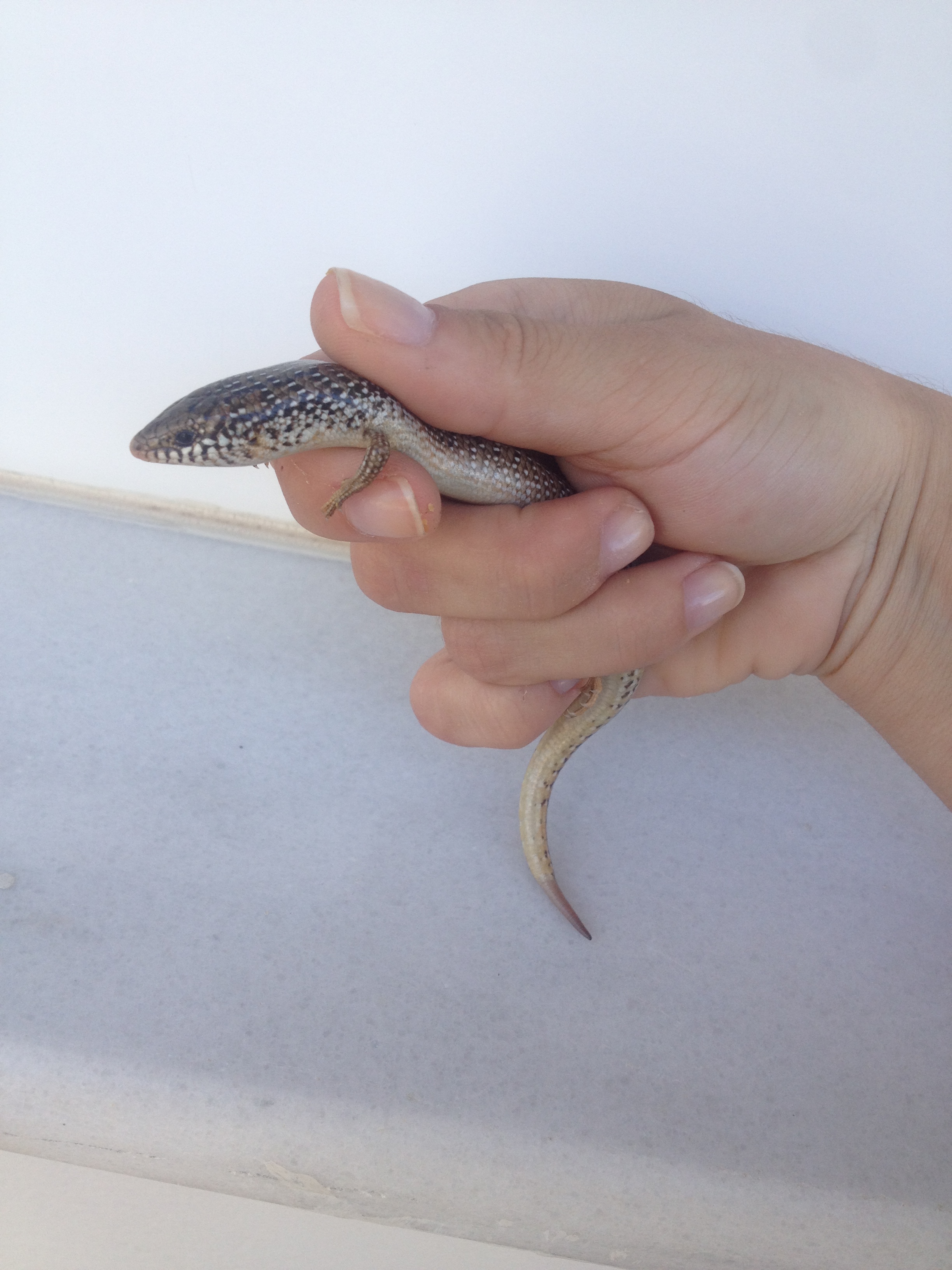 Greek Fauna field course