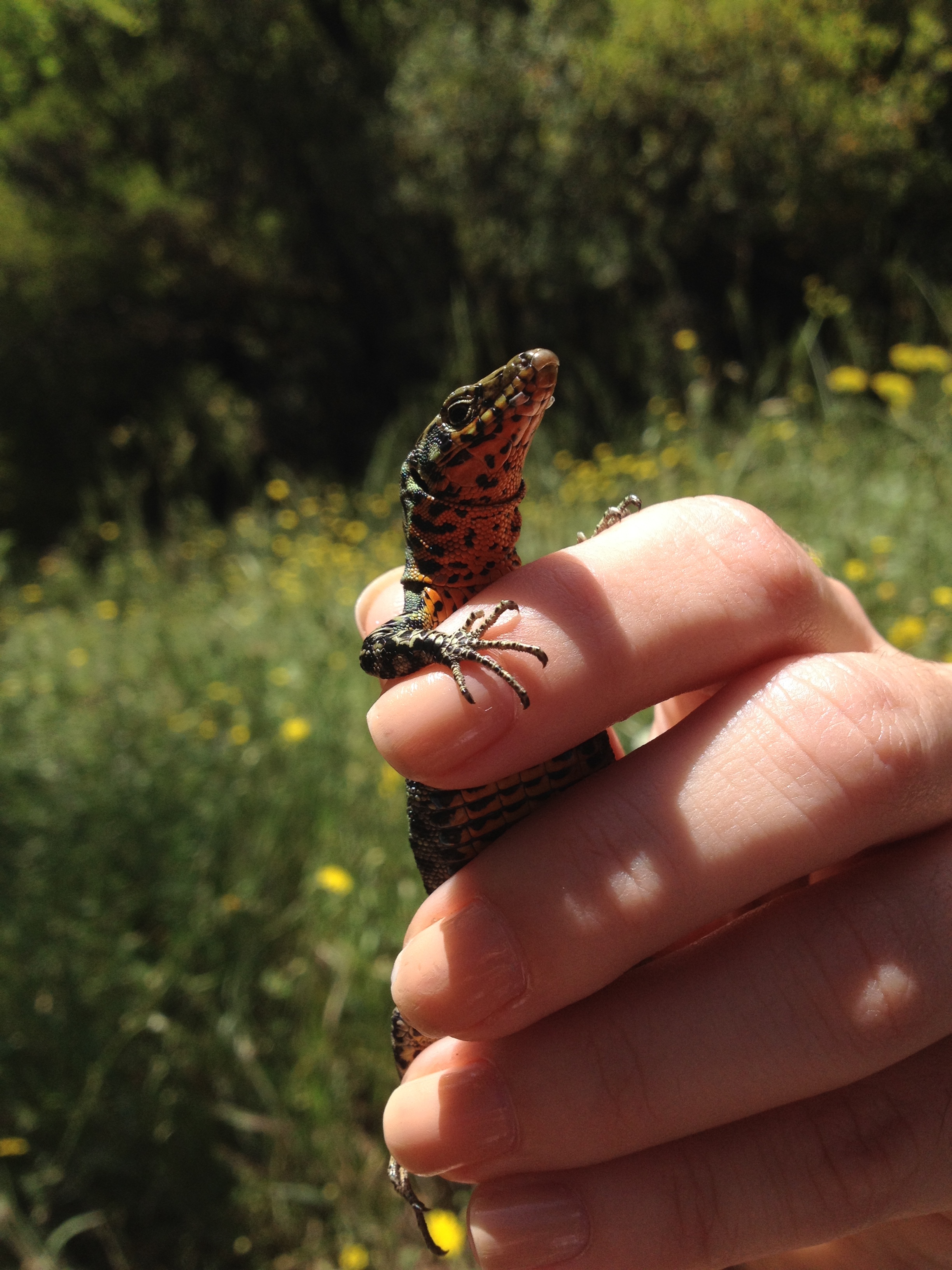 Greek Fauna field course