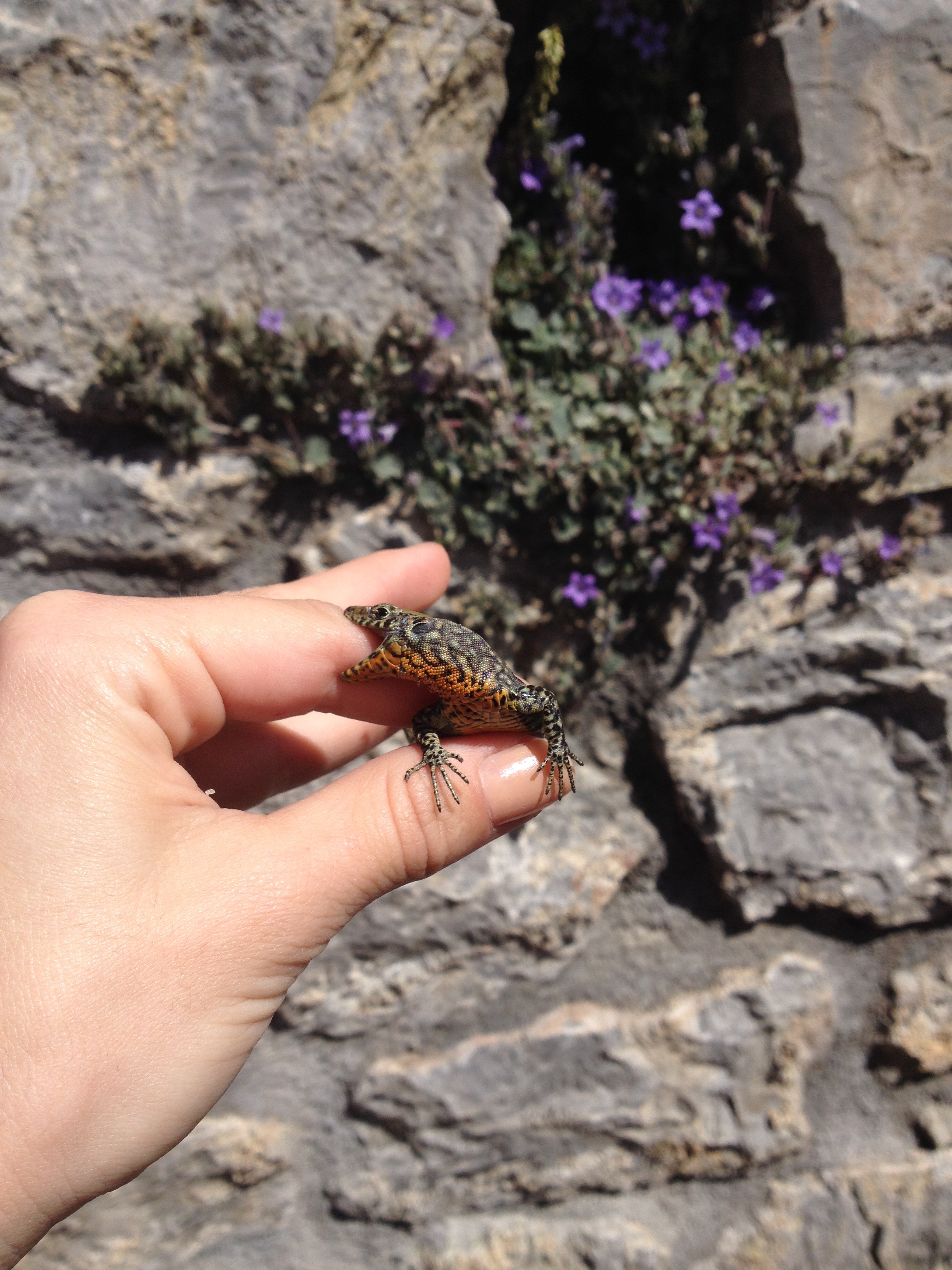 Greek Fauna field course