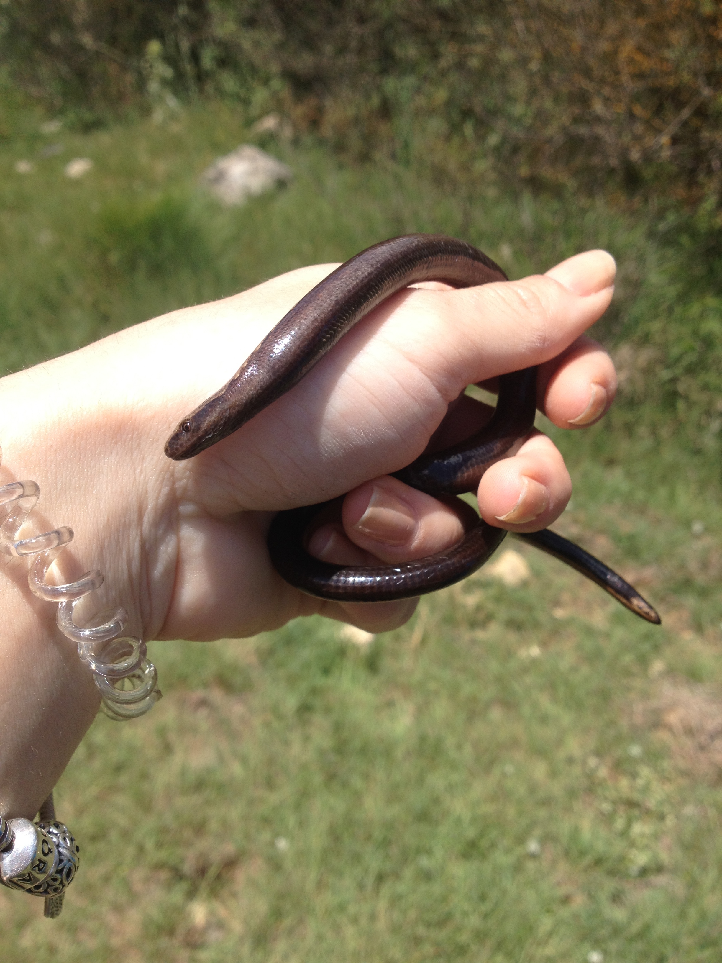 Greek Fauna field course
