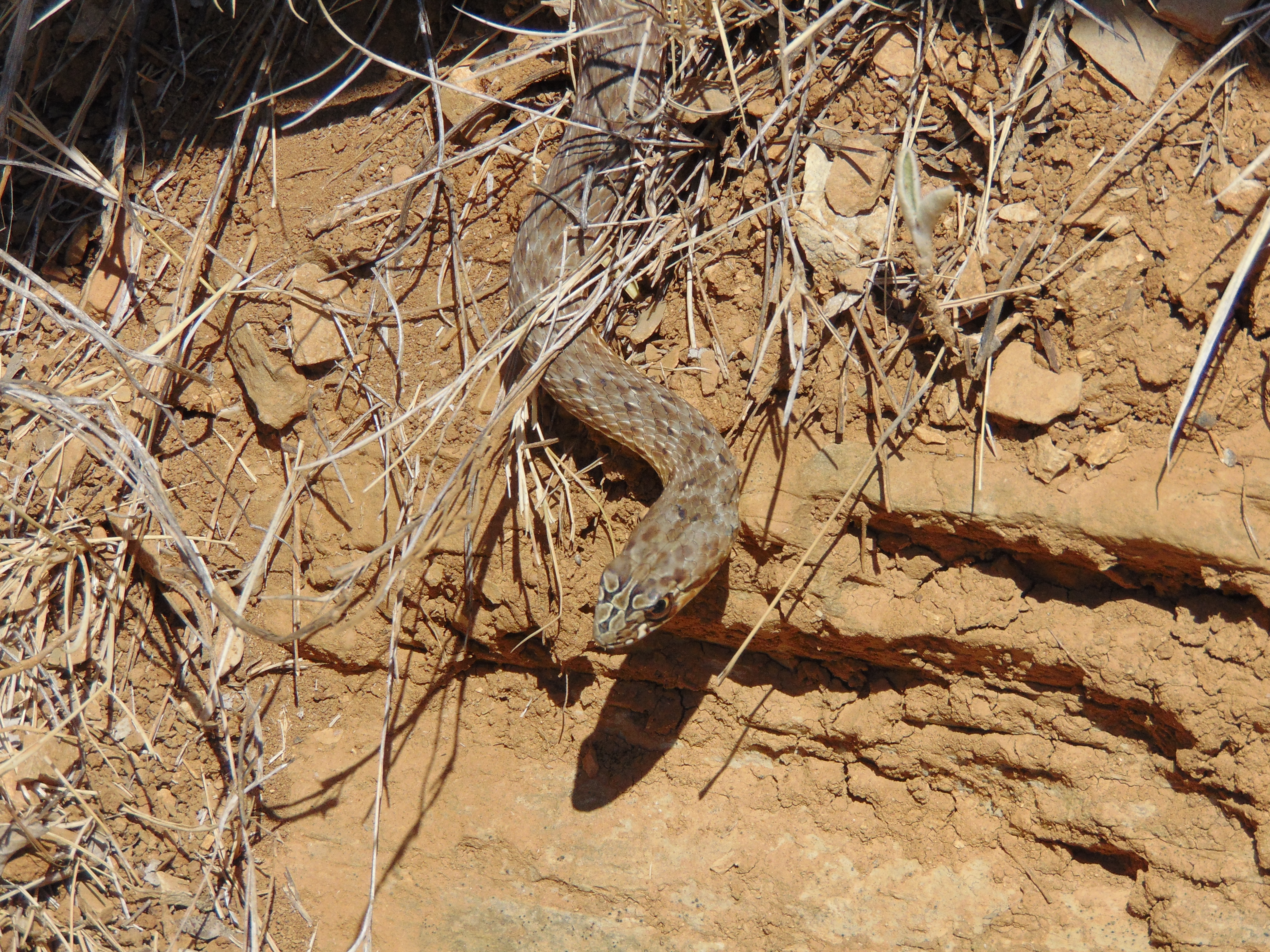 Assisting with Malpolon insignitus field collection