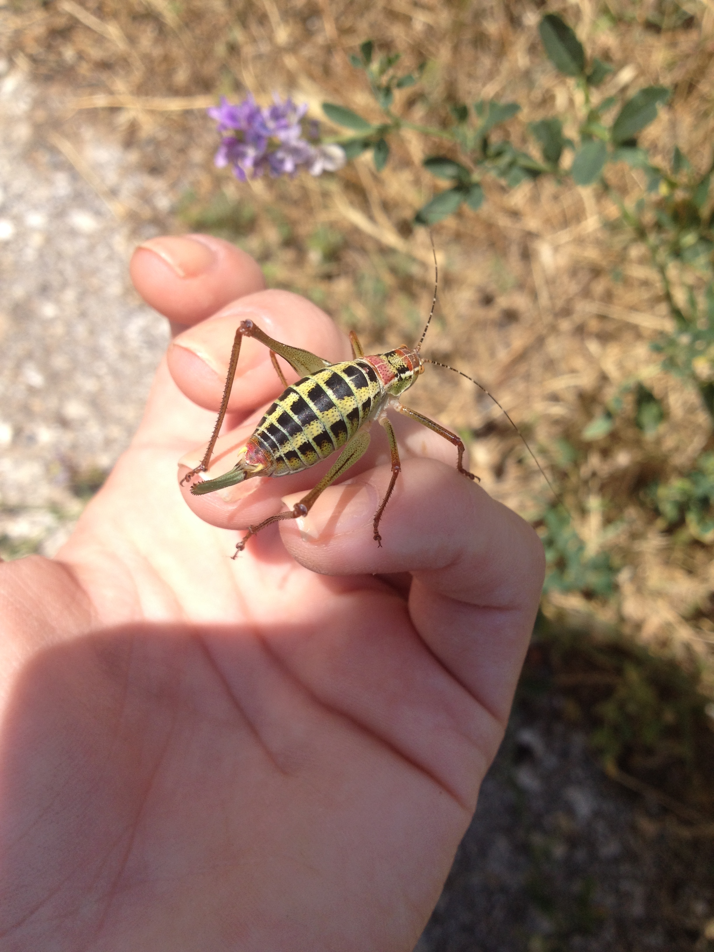 Greek Fauna field course