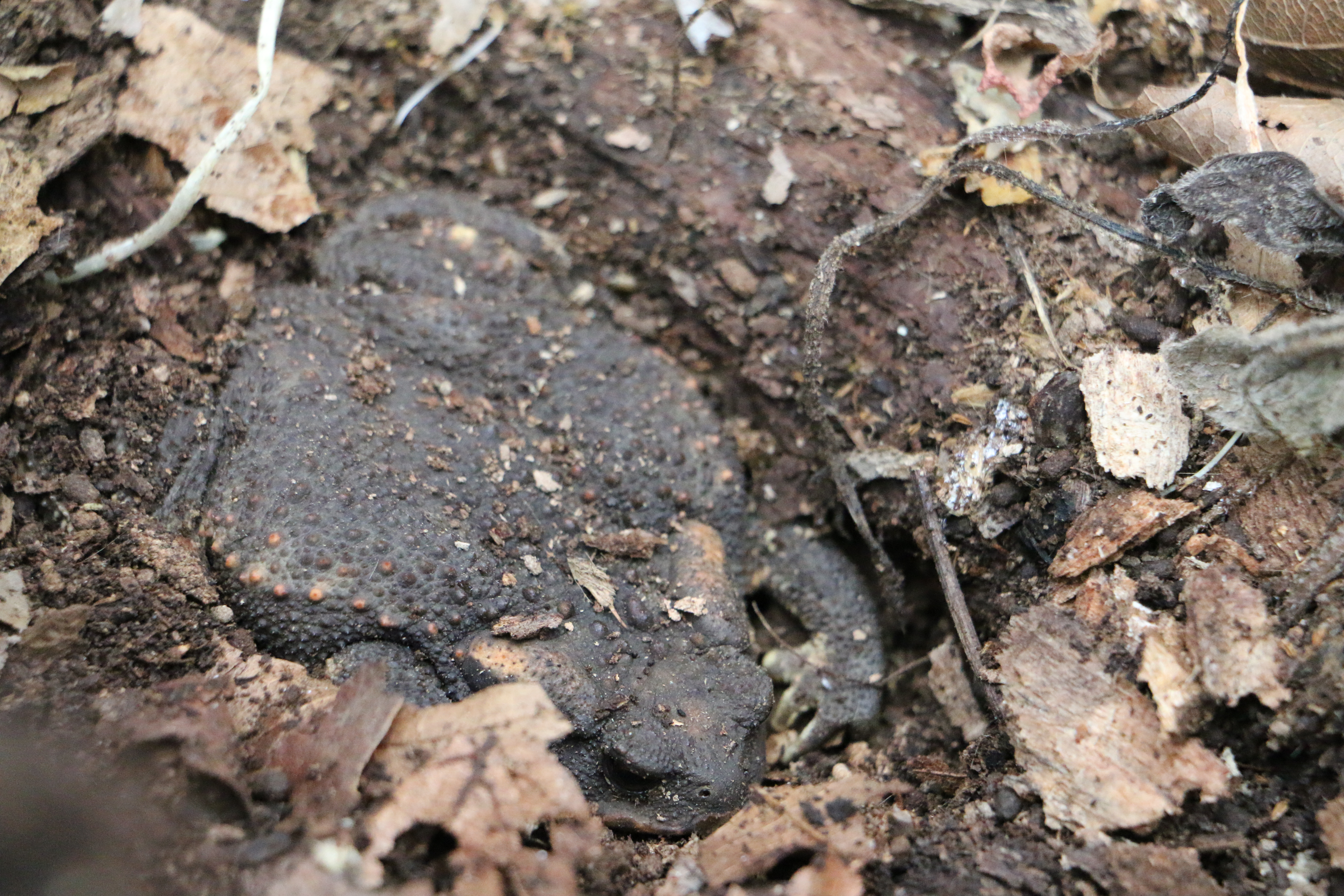 Greek Fauna field course