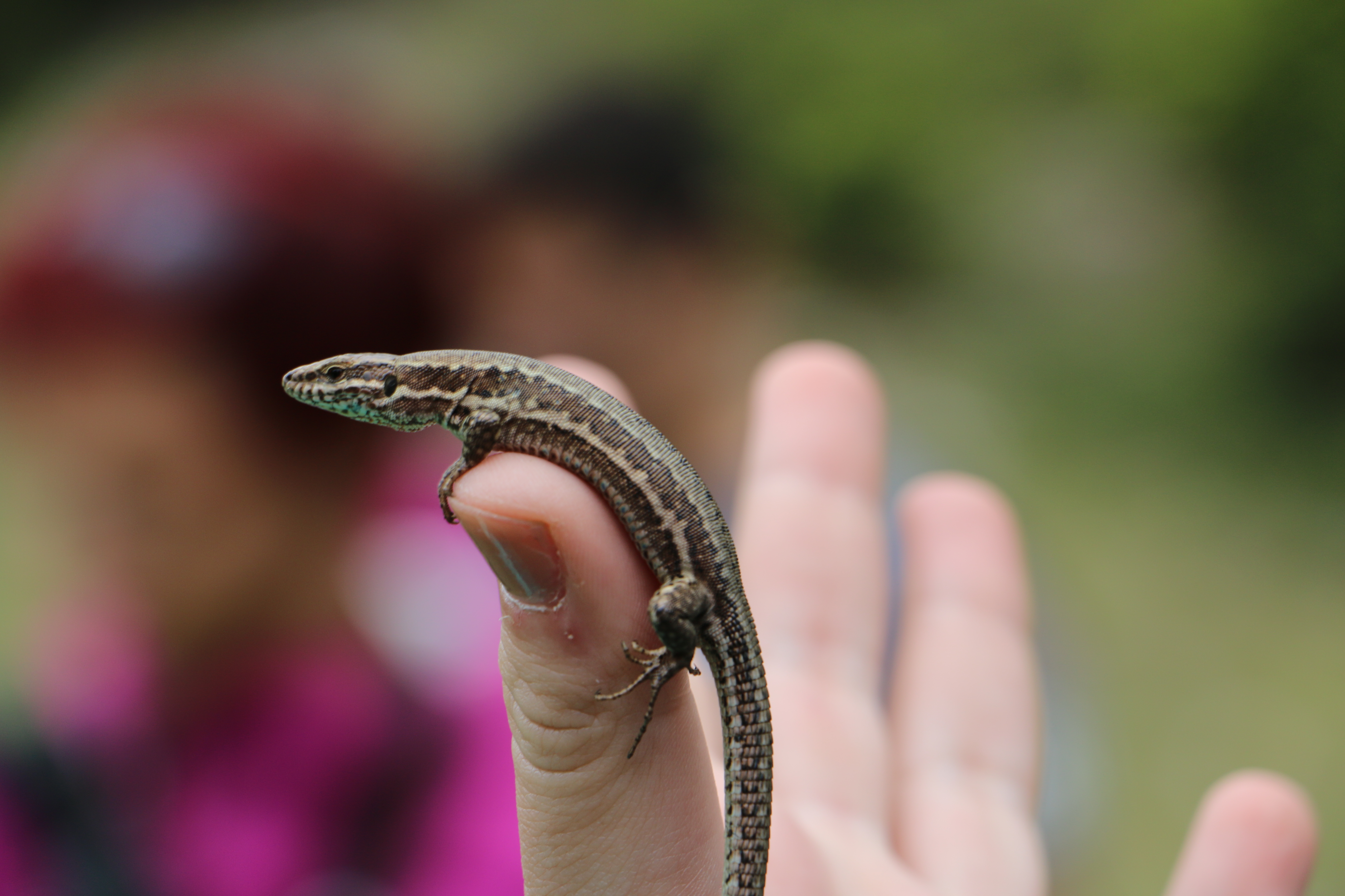 Greek Fauna field course