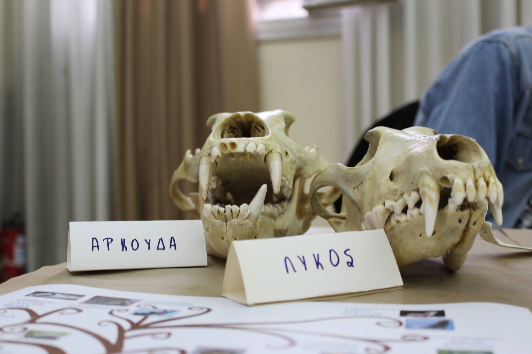 Zoological specimens at Researchers' Night
