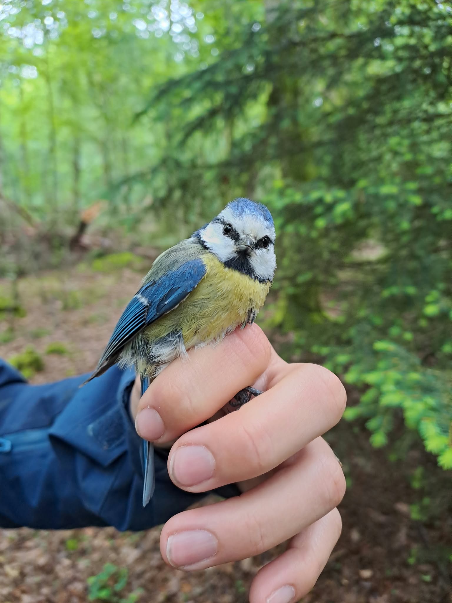 Blue tit and great tit fieldwork