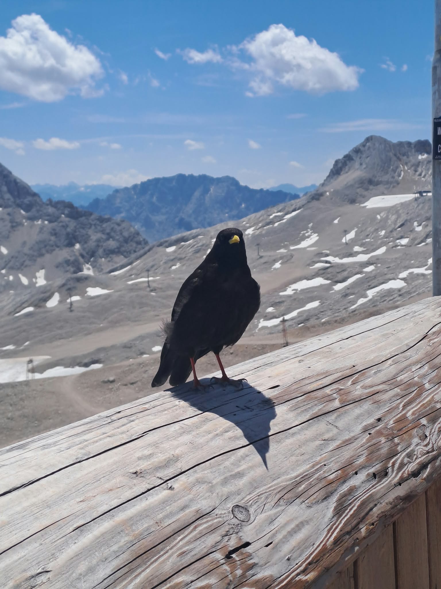Ptarmigan sampling on the Zugspitze